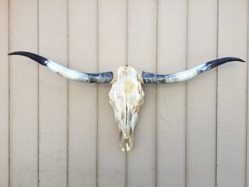 Texas Mounted Longhorns