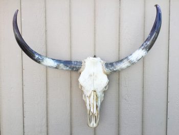 Texas Mounted Longhorns