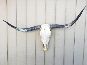 Texas Mounted Longhorns