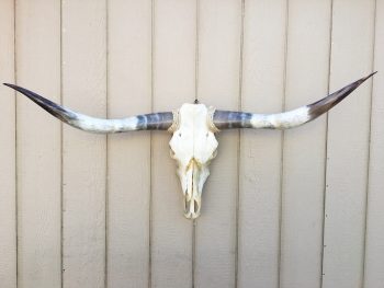 Texas Mounted Longhorns