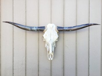 Texas Longhorn skulls