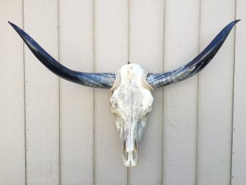 Texas Longhorn skulls