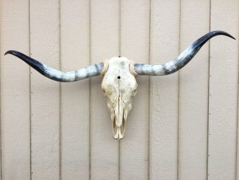 Texas Longhorn Skulls