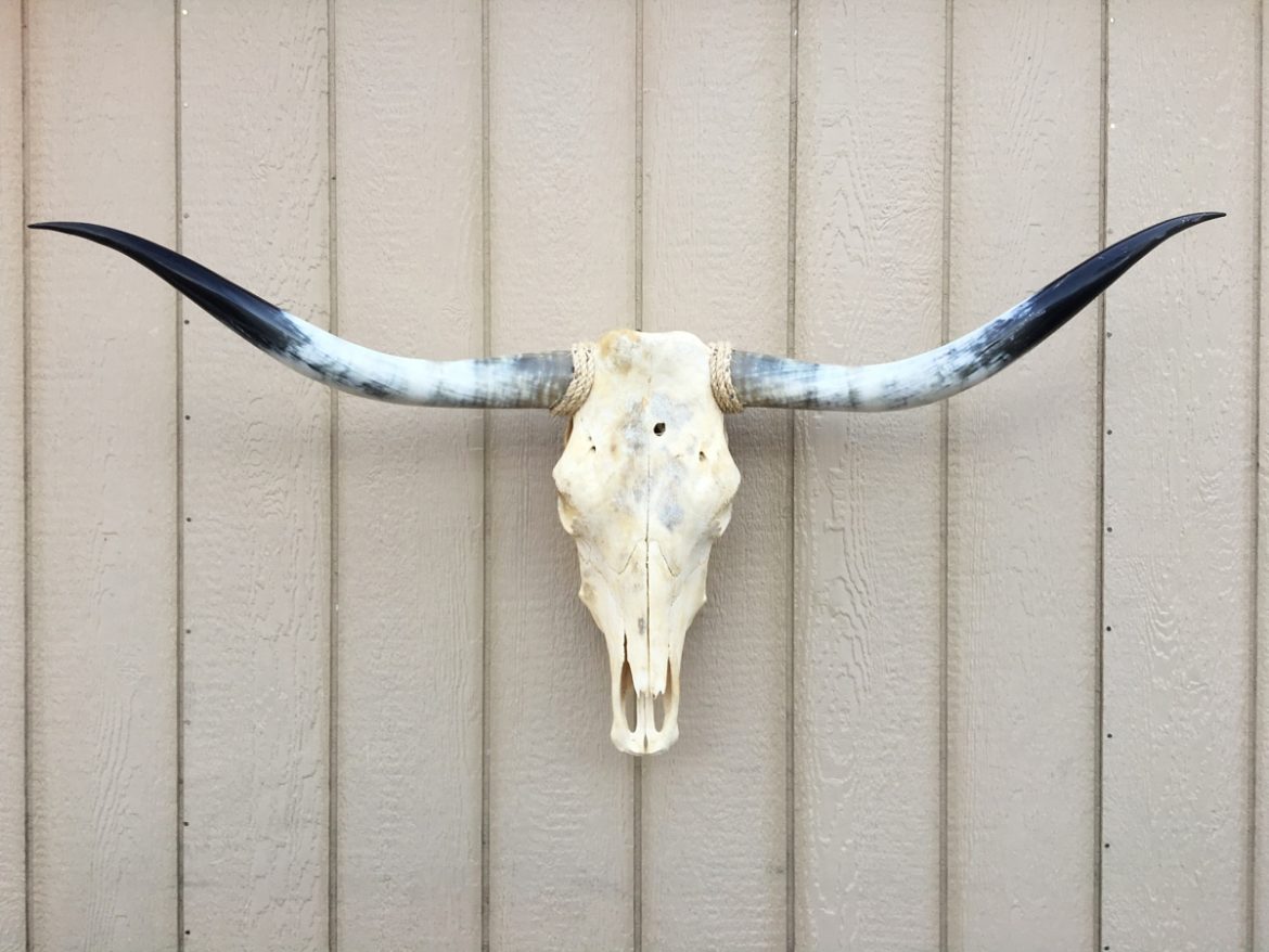 Texas Longhorn Skulls Texas Mounted Longhorns