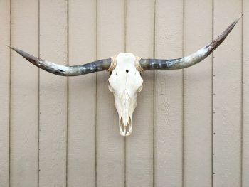 Texas Longhorn Skulls