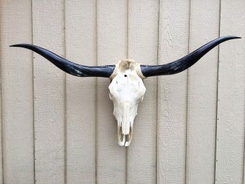 Texas Longhorn Skulls