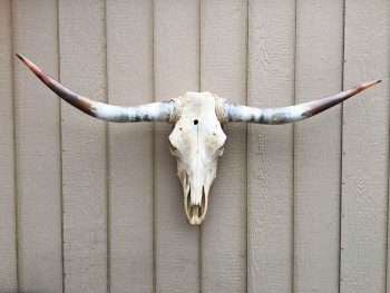 Texas Longhorn Skulls