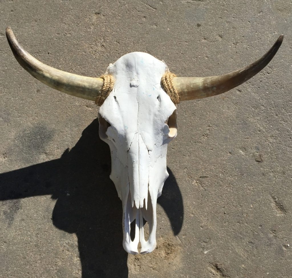 Texas Longhorn Skulls Texas Mounted Longhorns